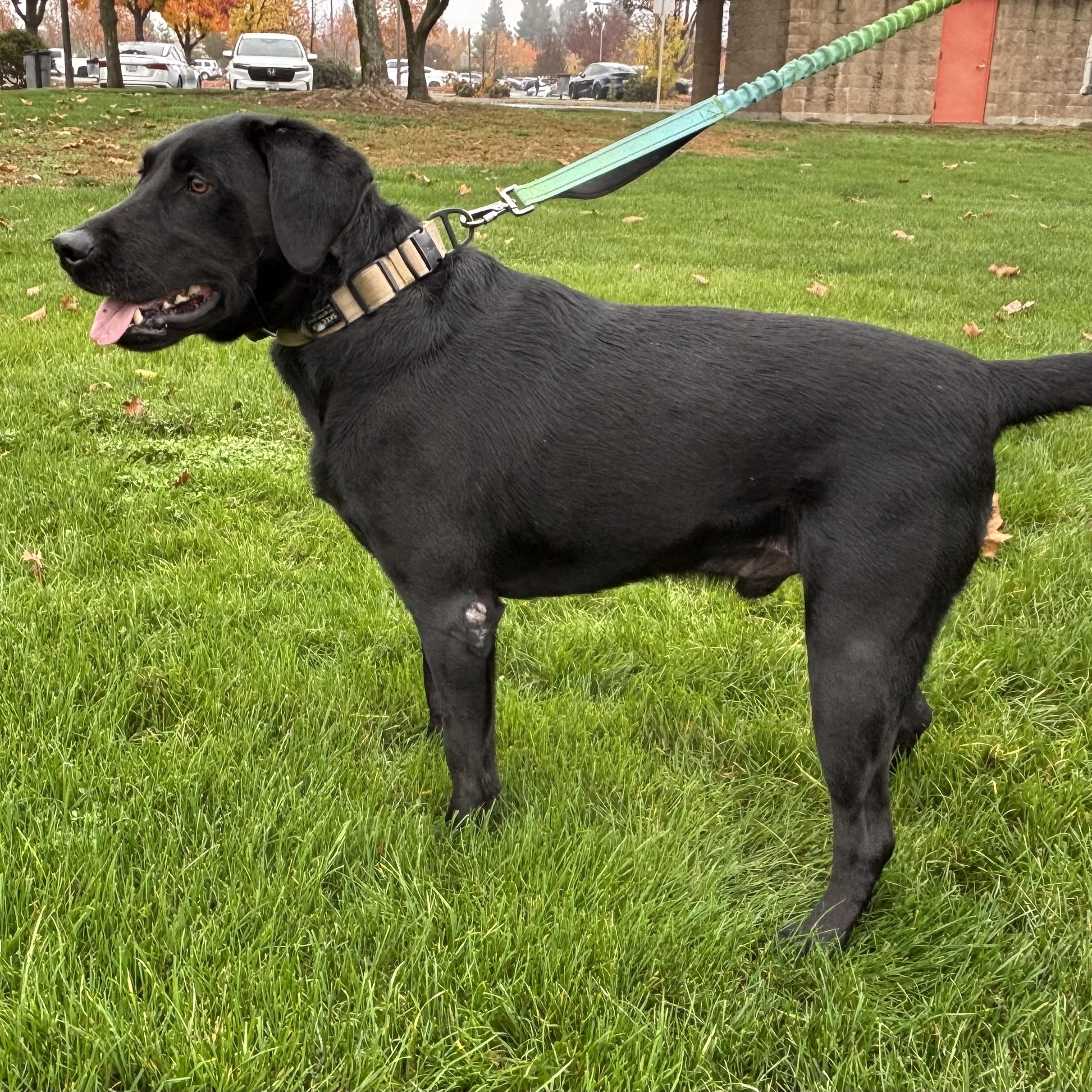 Enlarge Skeeter Bob, a ADOPTABLE mixed breed in San Francisco, CA image 2/6