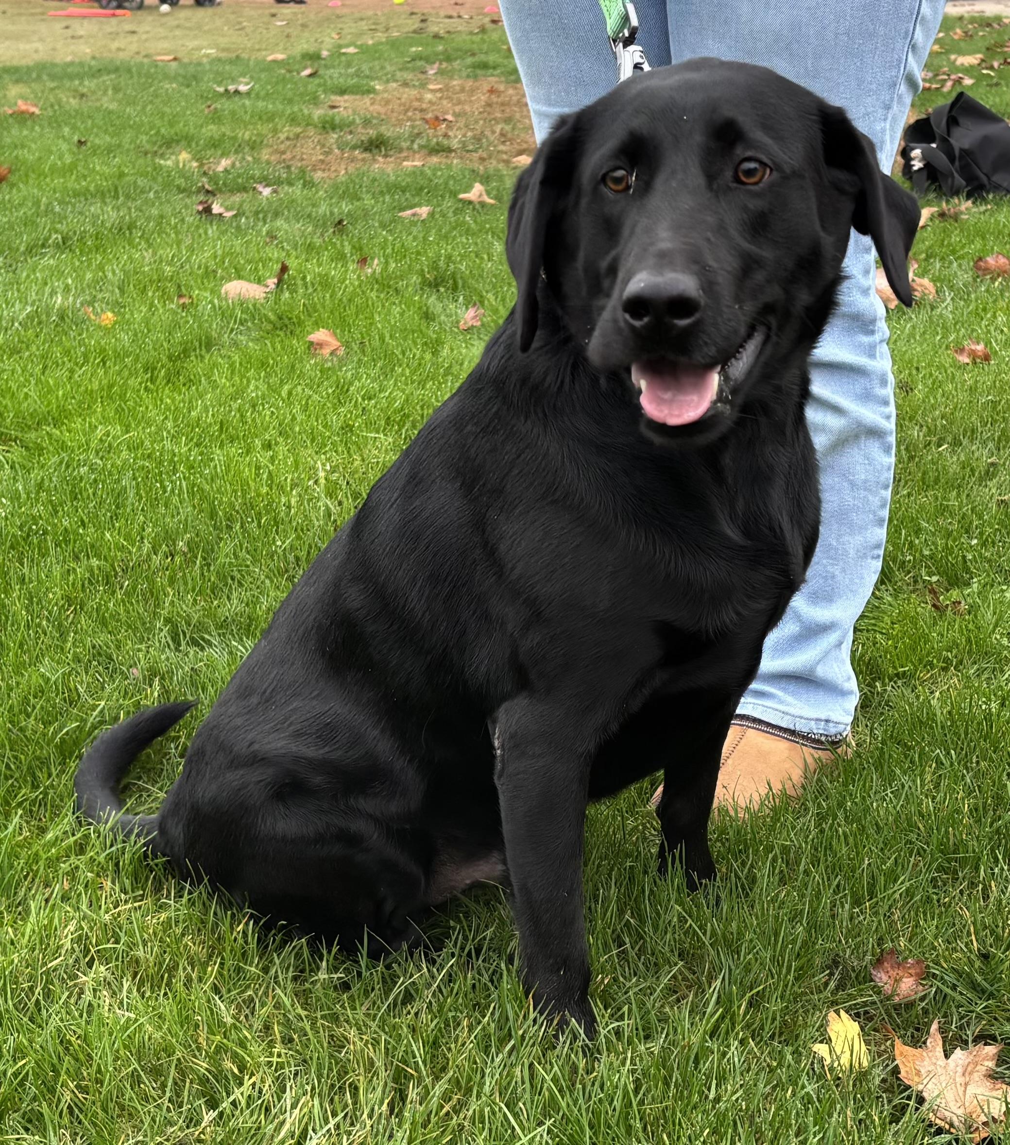 Enlarge Skeeter Bob, a ADOPTABLE mixed breed in San Francisco, CA image 3/6