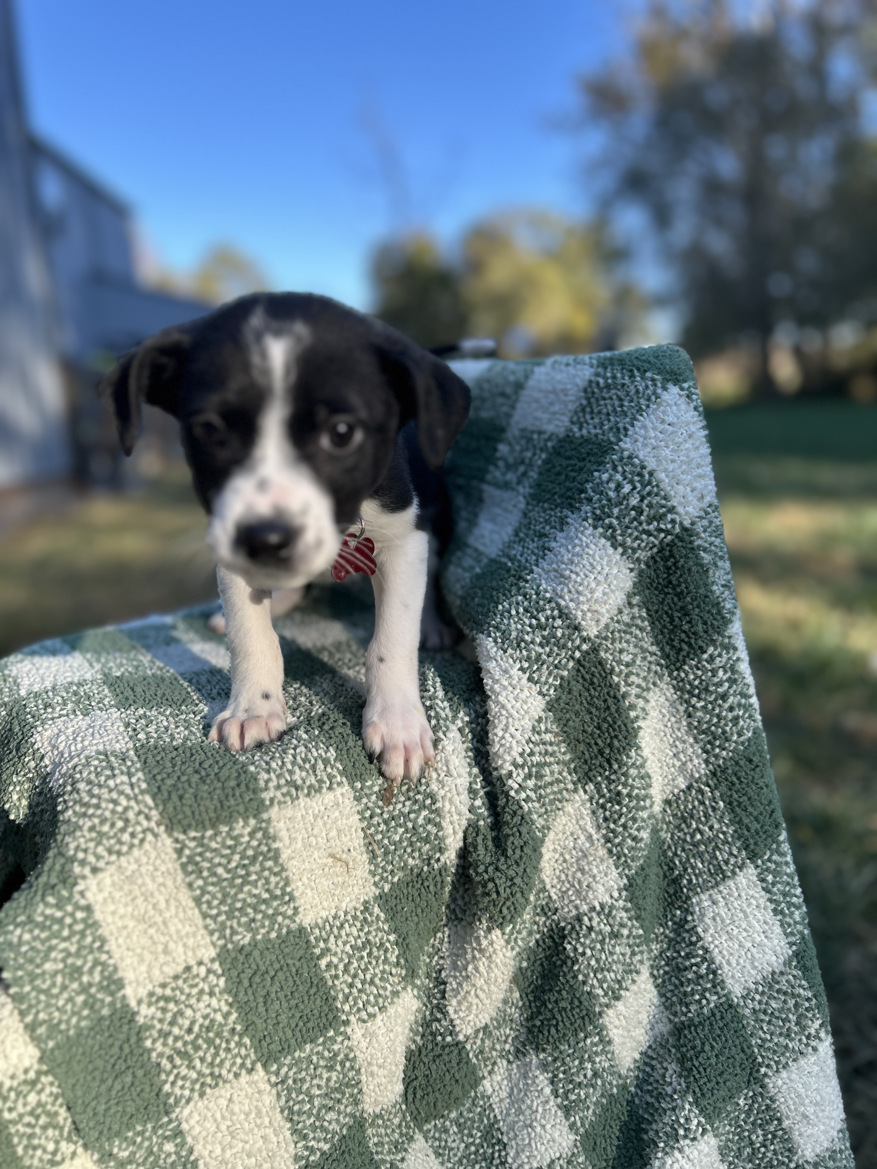Everett, a Adoptable Mixed Breed in Brownstown, IN image 2/2