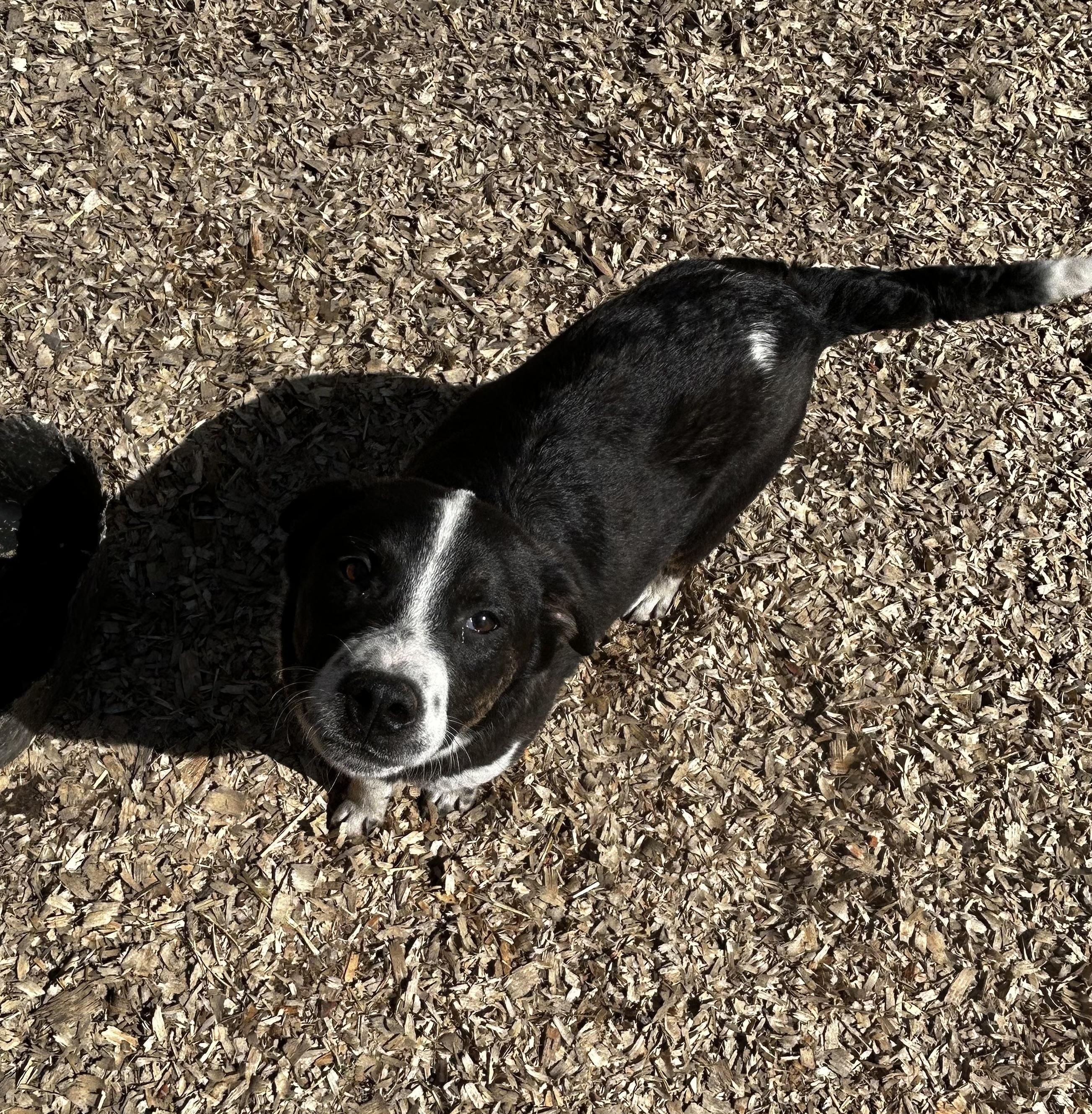 Everett, a Adoptable Mixed Breed in Brownstown, IN image 1/2