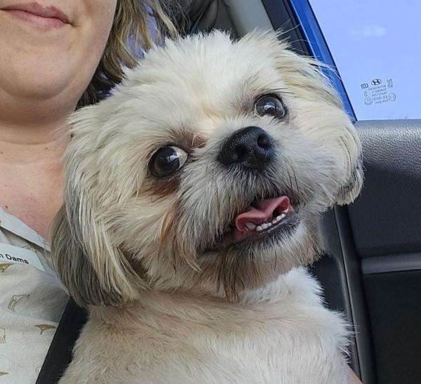 Enlarge Hamilton, a Adoptable mixed breed in Roanoke, VA image 1/1