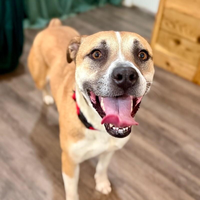 Chanel Belle your built in bestie with bonus wiggles