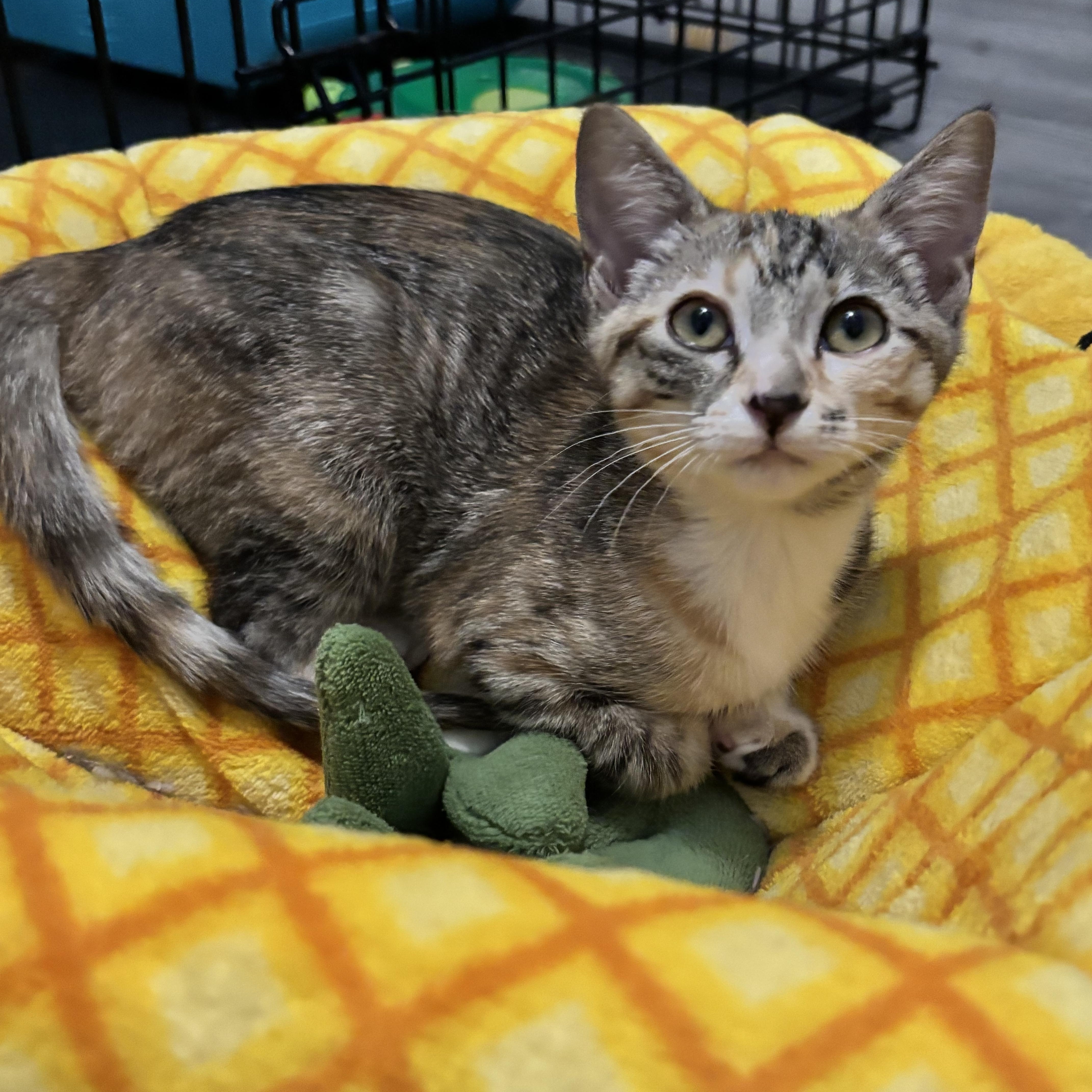 Enlarge BONBON - YOUR LITTLE LOVE BUG, a Adoptable Domestic Short Hair in Plano, TX image 4/5