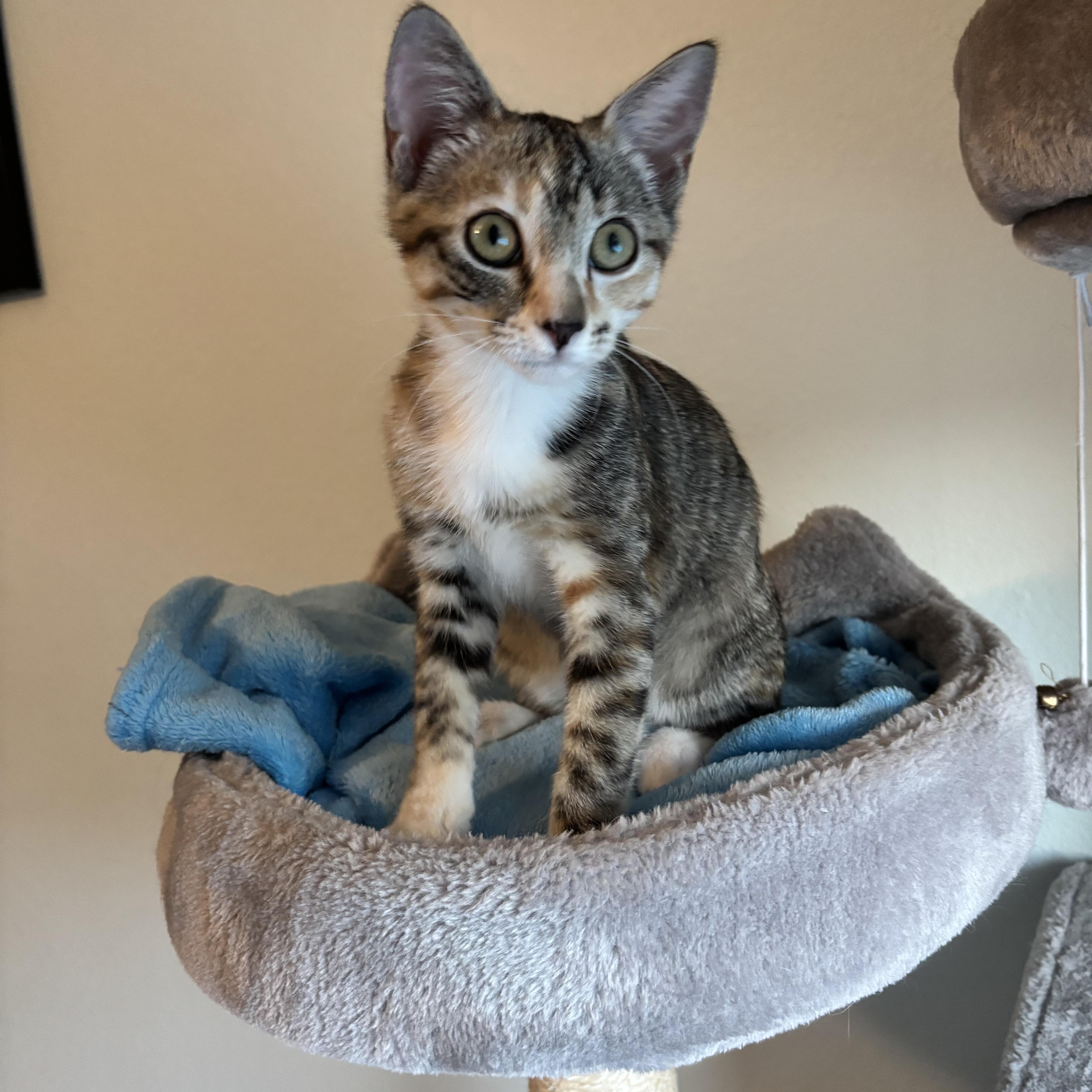 Enlarge BONBON - YOUR LITTLE LOVE BUG, a Adoptable Domestic Short Hair in Plano, TX image 2/5