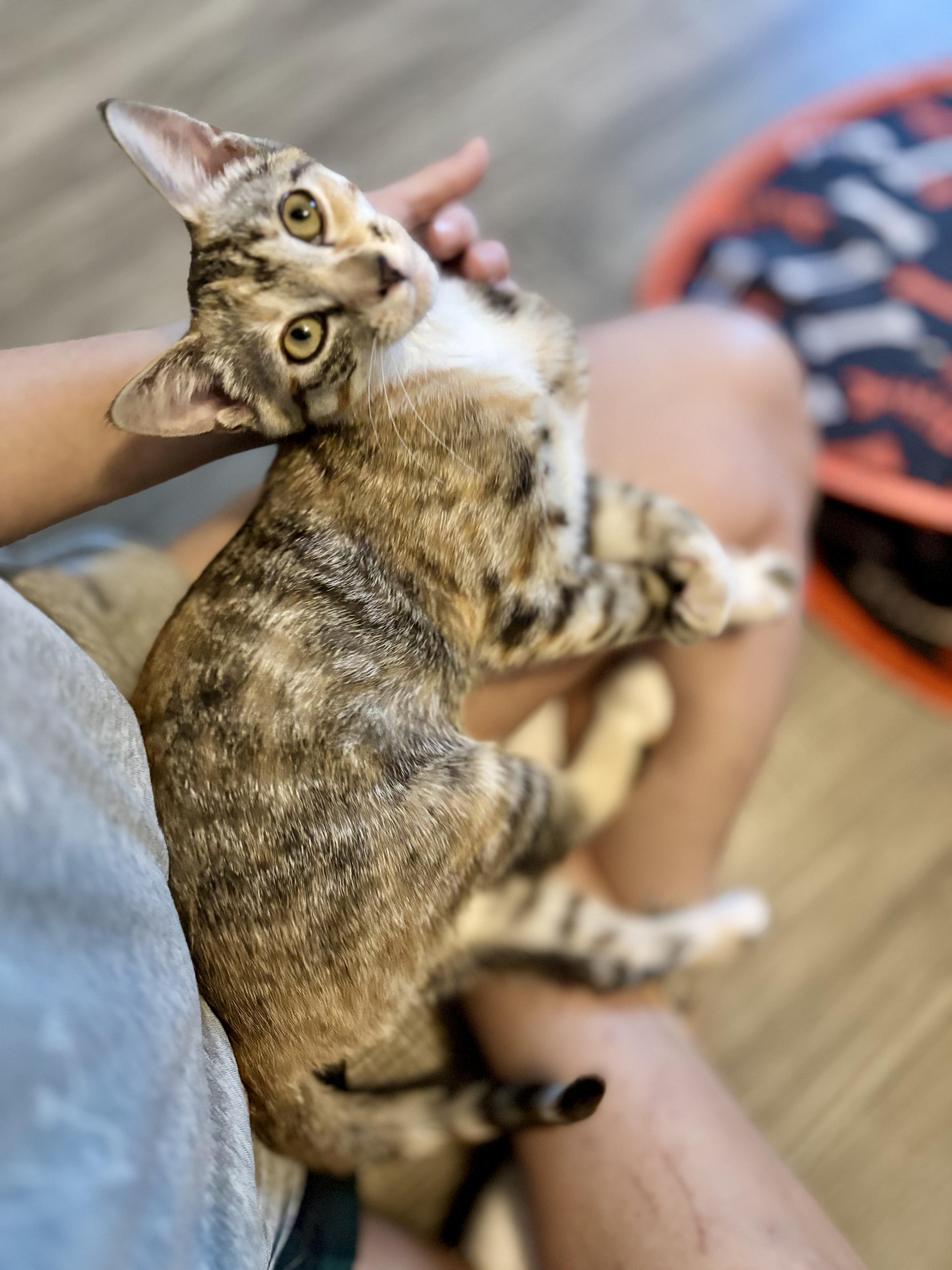 Enlarge BONBON - YOUR LITTLE LOVE BUG, a Adoptable Domestic Short Hair in Plano, TX image 3/5