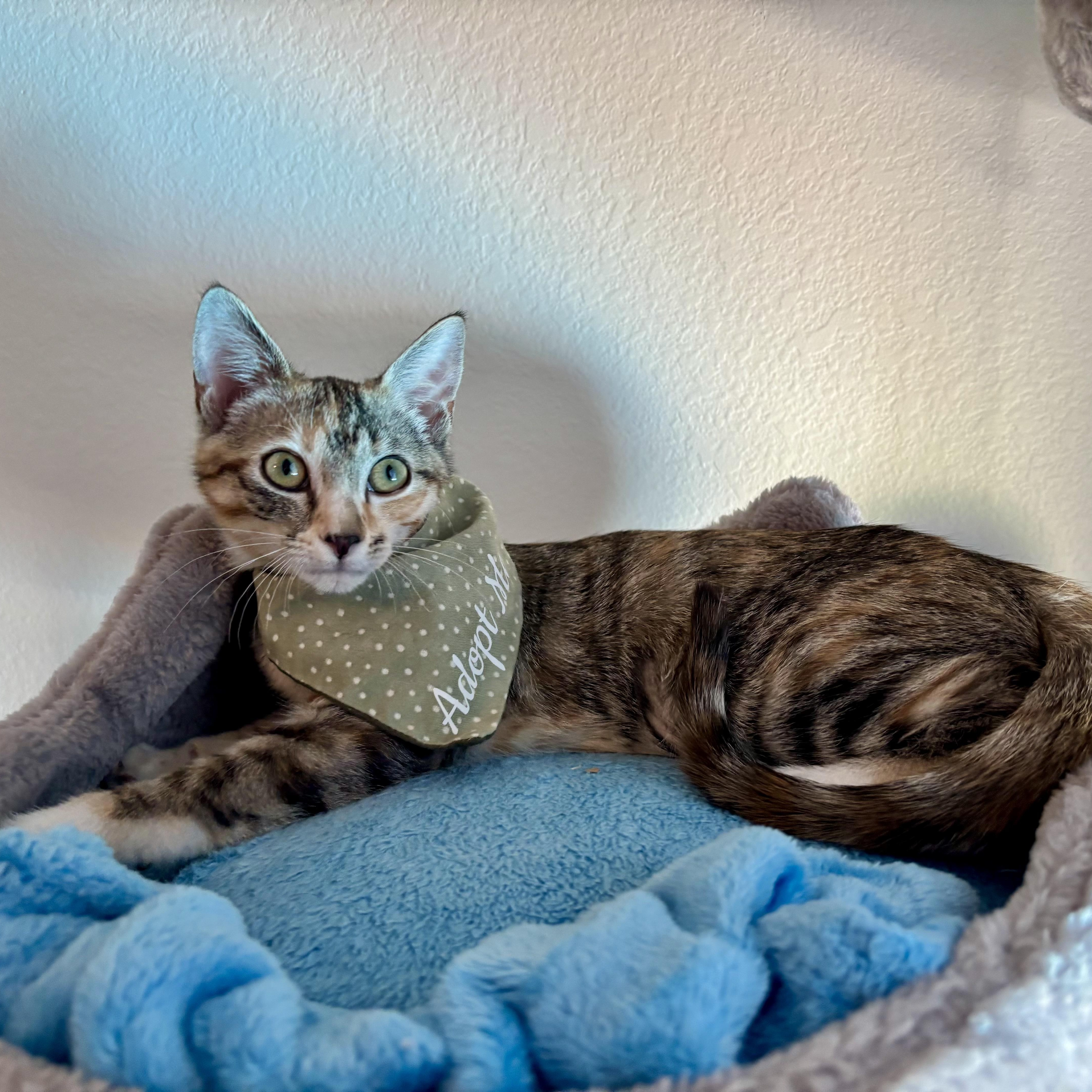 Enlarge BONBON - YOUR LITTLE LOVE BUG, a Adoptable Domestic Short Hair in Plano, TX image 1/5