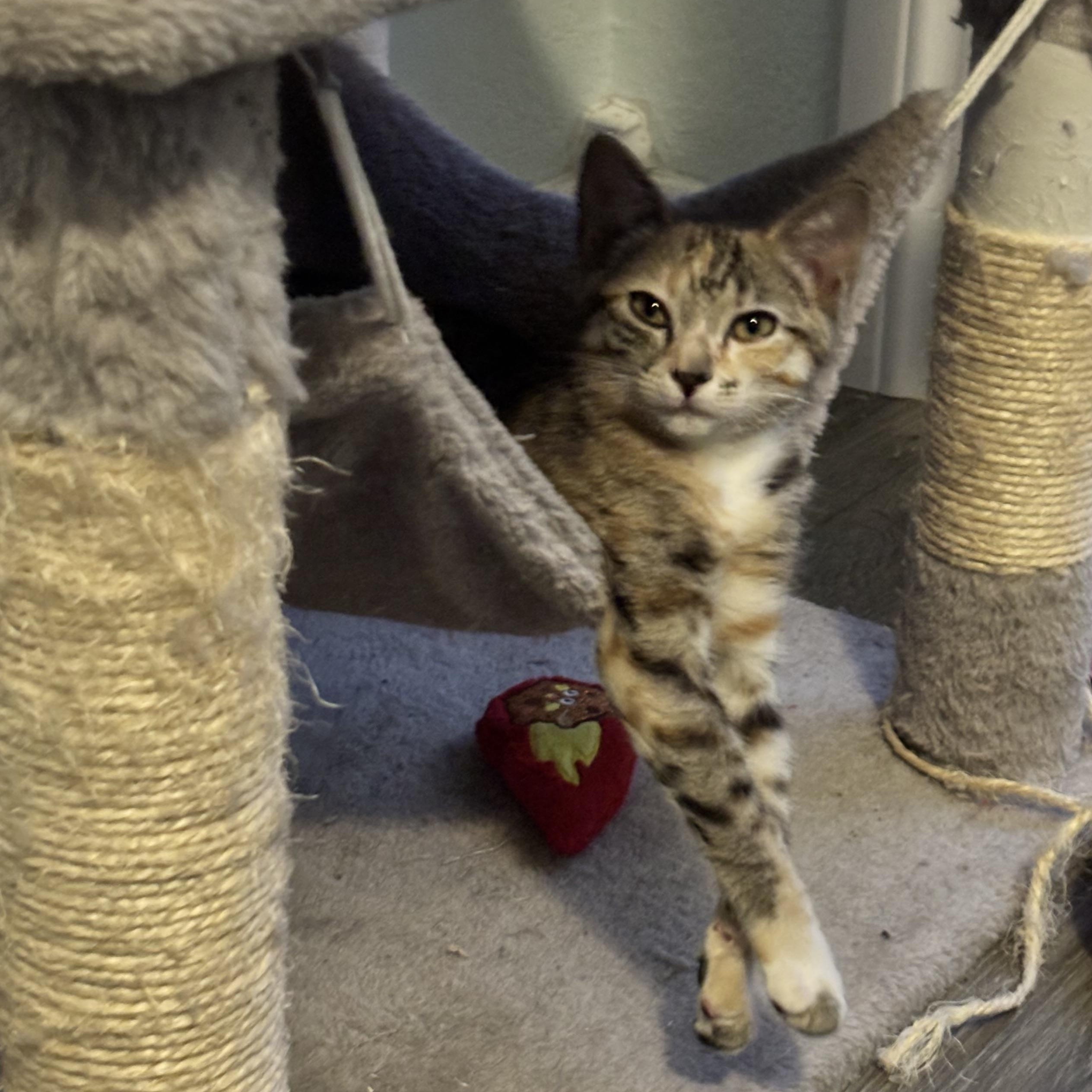 Enlarge BONBON - YOUR LITTLE LOVE BUG, a Adoptable Domestic Short Hair in Plano, TX image 5/5