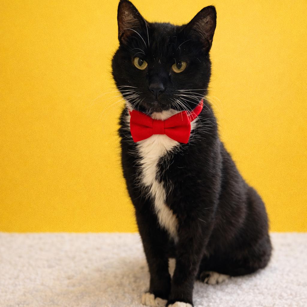 Pottery, Adoptable, Senior Female Domestic Short Hair.