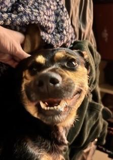 Enlarge ROCKY, a Adoptable mixed breed in Houston, TX image 1/1