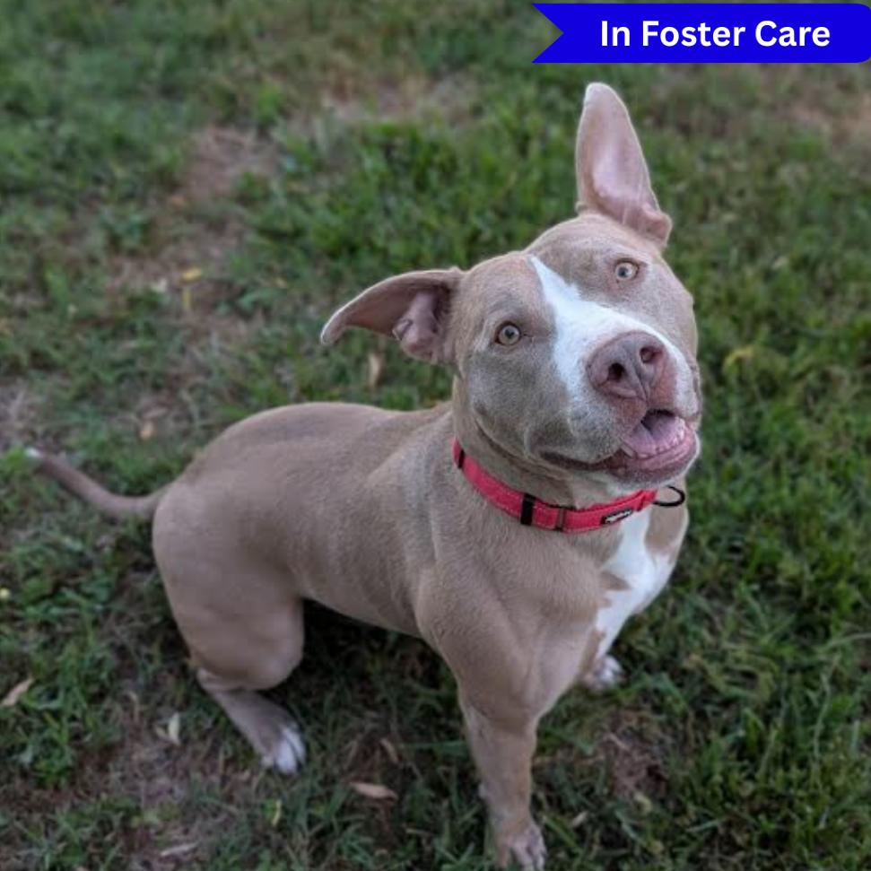 Roscoe, Adoptable, Adult Male Pit Bull Terrier & American Staffordshire Terrier.
