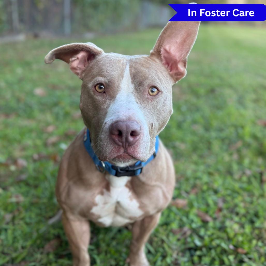 Enlarge Roscoe, a Adoptable mixed breed in Ridgely, MD image 1/6