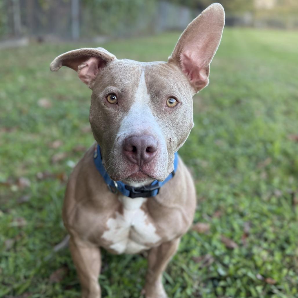 Enlarge Roscoe, a Adoptable mixed breed in Ridgely, MD image 1/6