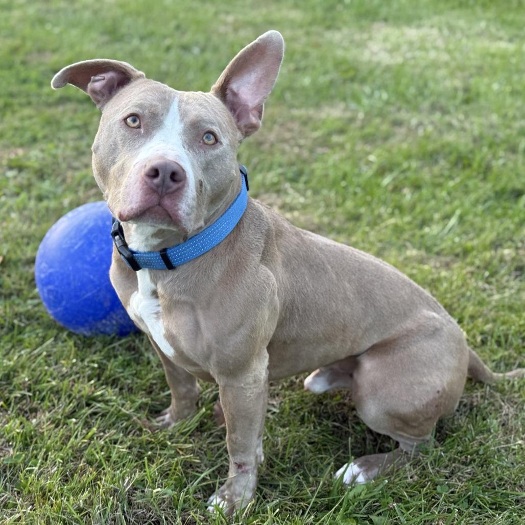 Enlarge Roscoe, a Adoptable mixed breed in Ridgely, MD image 2/6