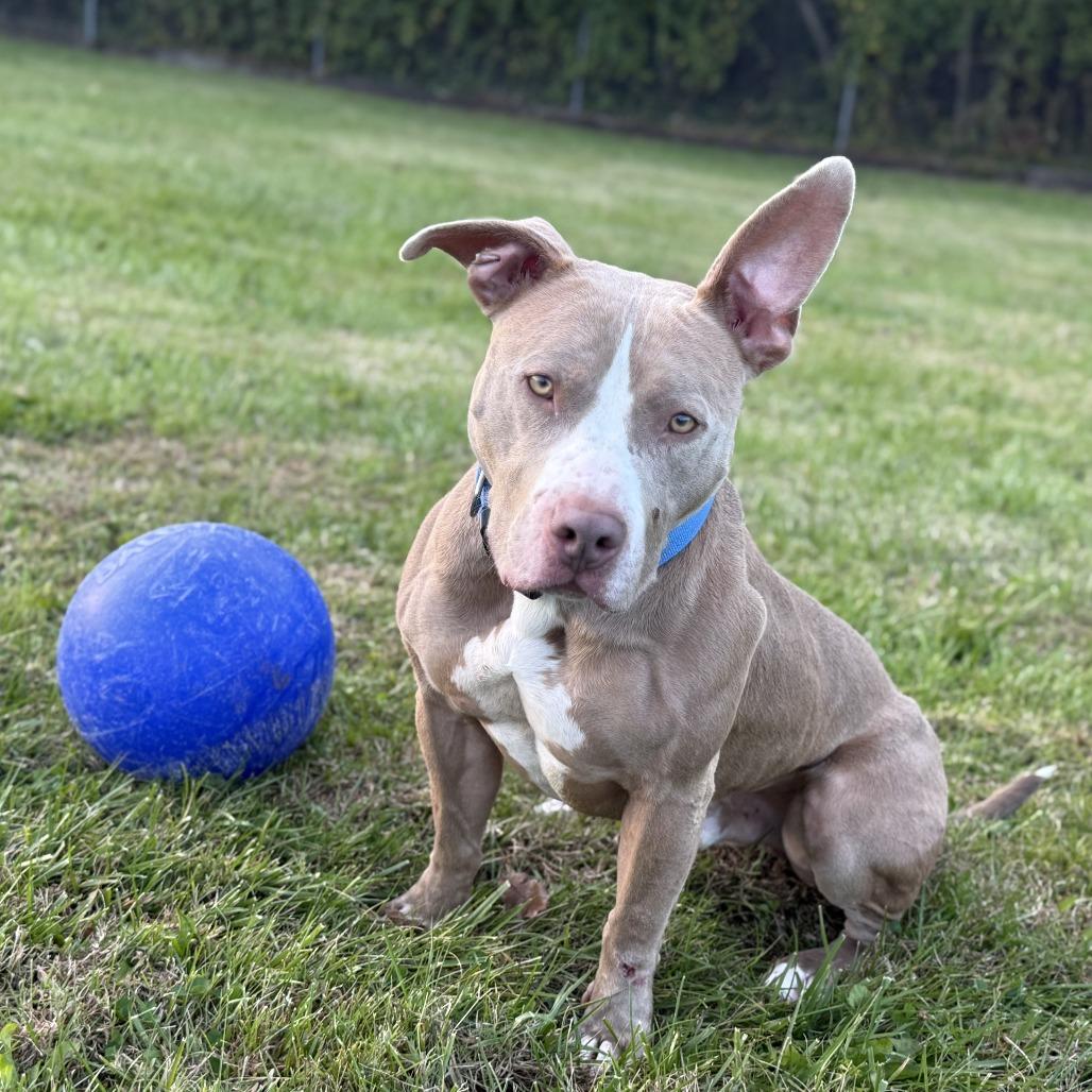 Enlarge Roscoe, a Adoptable mixed breed in Ridgely, MD image 3/6