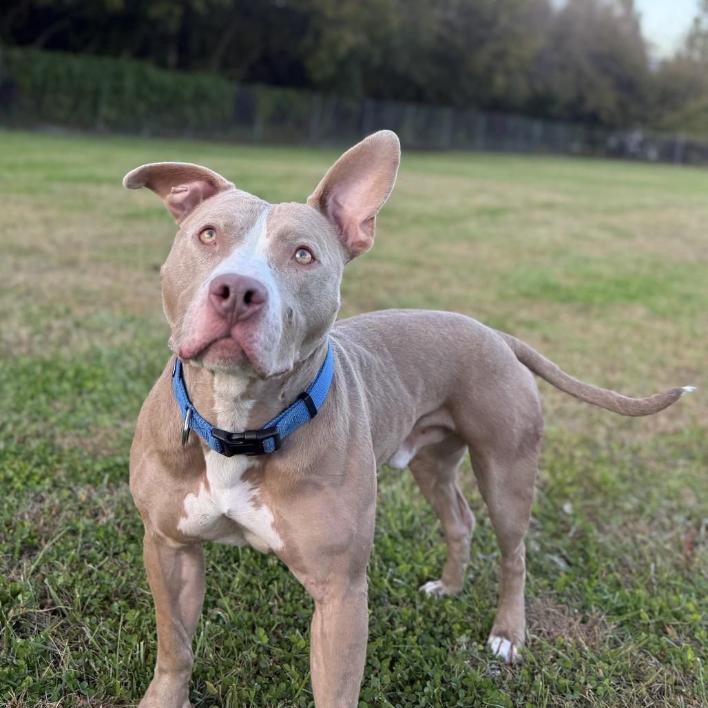 Enlarge Roscoe, a Adoptable mixed breed in Ridgely, MD image 4/6