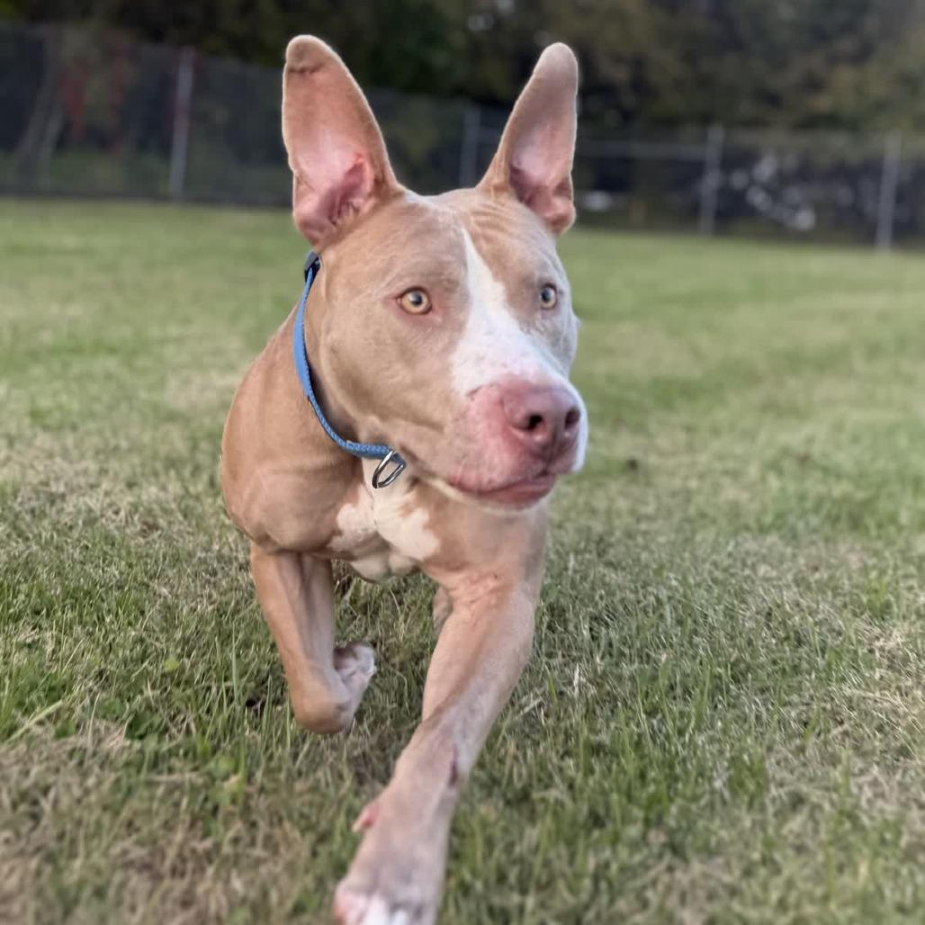 Enlarge Roscoe, a Adoptable mixed breed in Ridgely, MD image 5/6