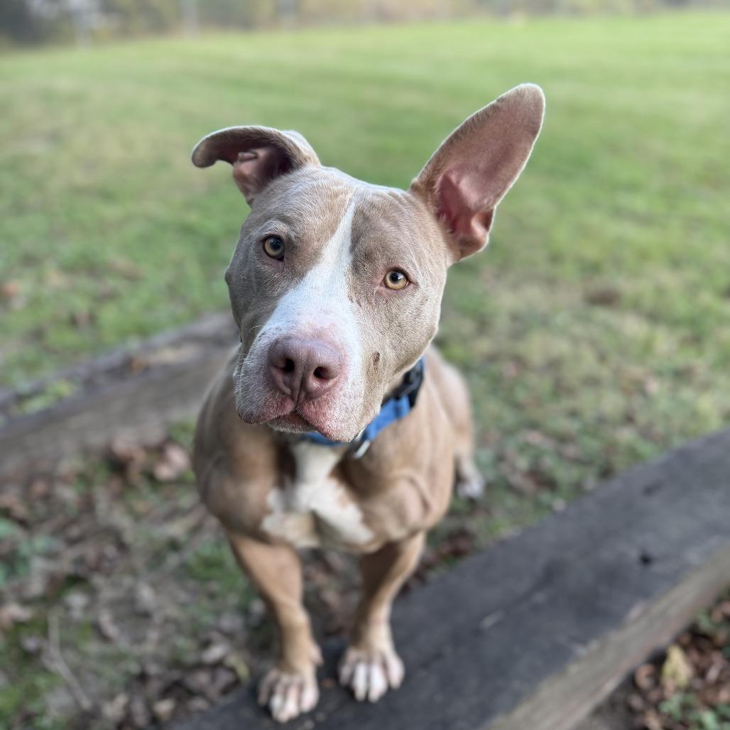 Enlarge Roscoe, a Adoptable mixed breed in Ridgely, MD image 6/6