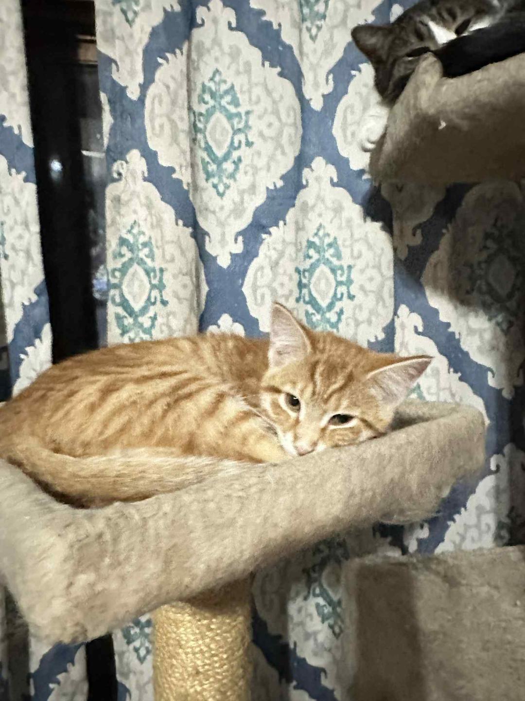 (Granny) Smith, a Adopted Domestic Short Hair in Johnsburg, IL image 2/5