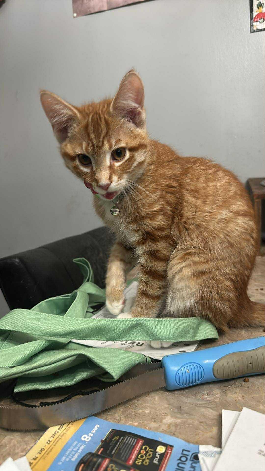 (Granny) Smith, a Adopted Domestic Short Hair in Johnsburg, IL image 3/5