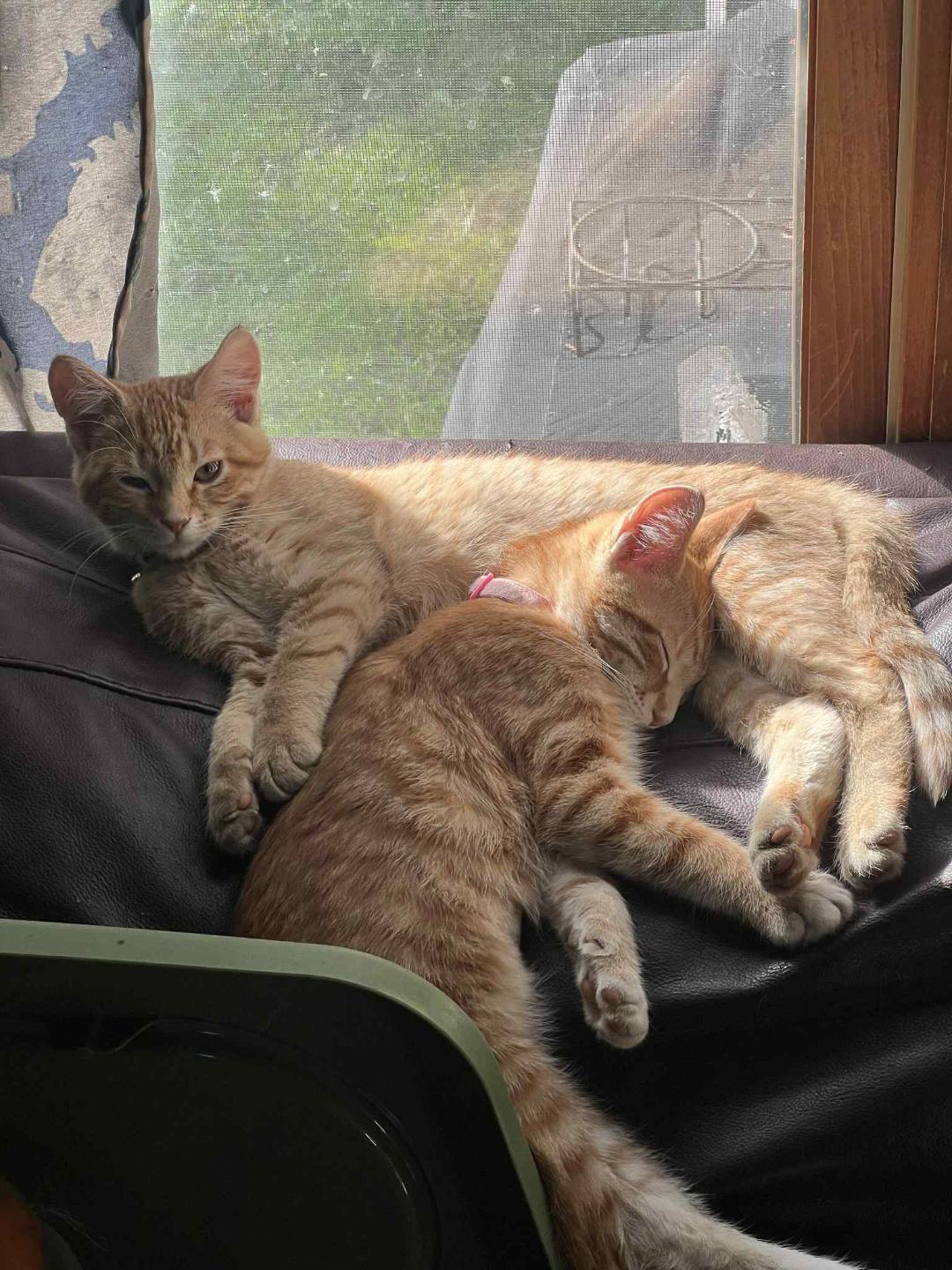 (Granny) Smith, a Adopted Domestic Short Hair in Johnsburg, IL image 4/5