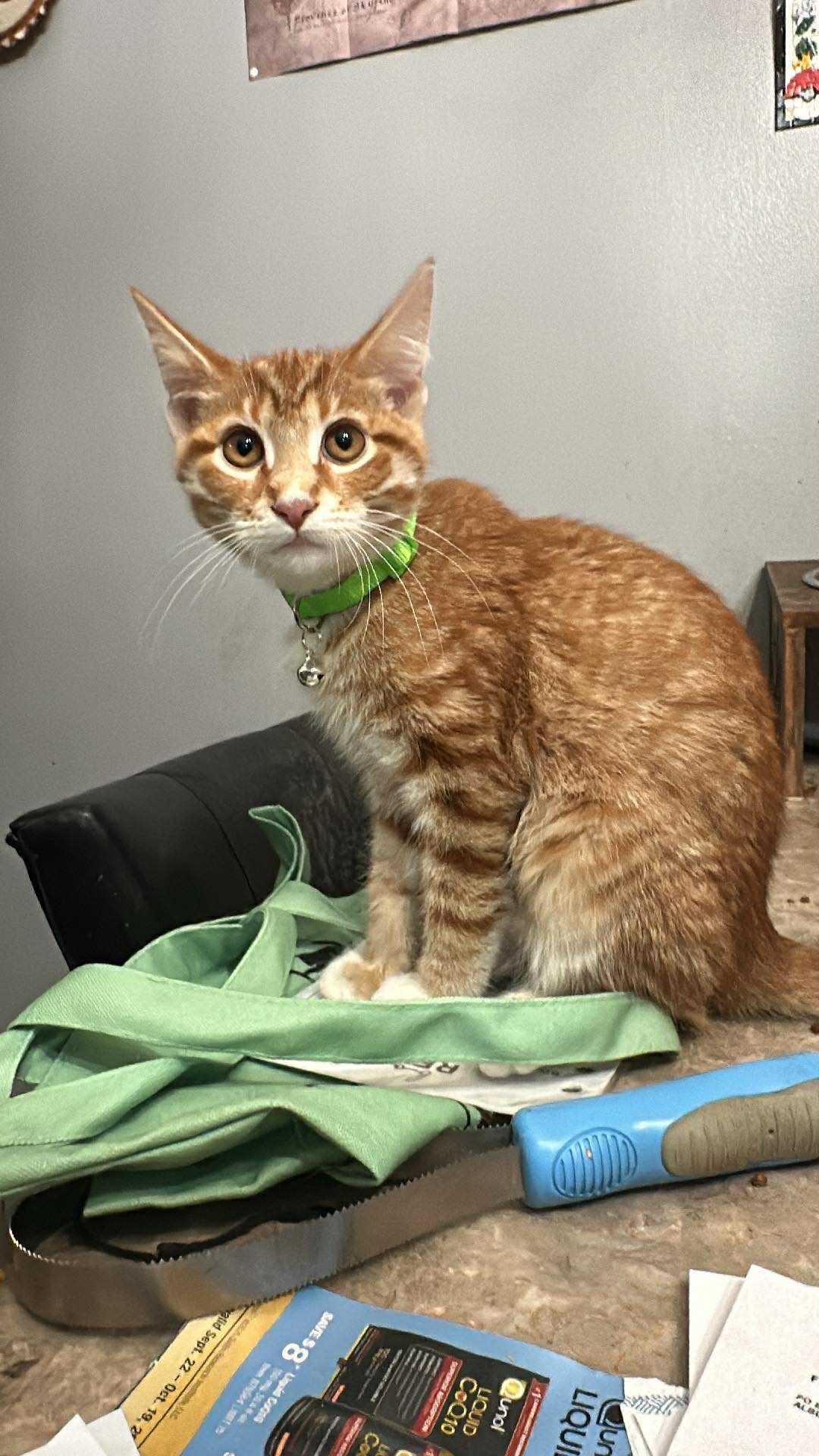 (Granny) Smith, a Adopted Domestic Short Hair in Johnsburg, IL image 5/5