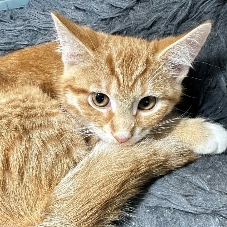 (Granny) Smith, a Adopted Domestic Short Hair in Johnsburg, IL image 1/5