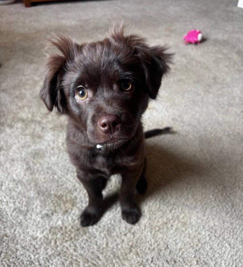 Enlarge Corbin, a Adoptable mixed breed in Catasauqua, PA image 1/2