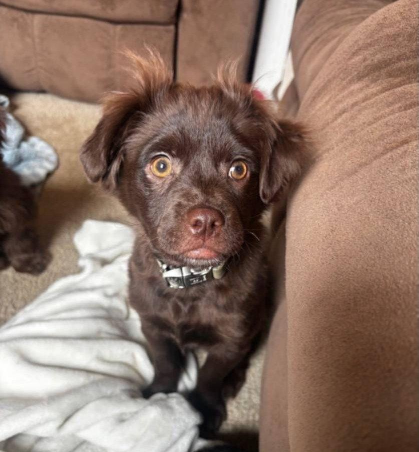 Enlarge Corbin, a Adoptable mixed breed in Catasauqua, PA image 2/2