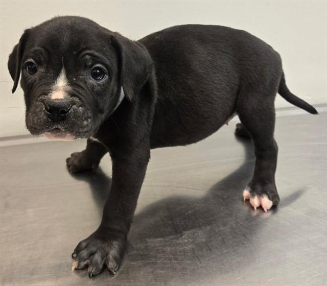PENELOPE, Adoptable, Young Female English Bulldog & Mixed Breed.