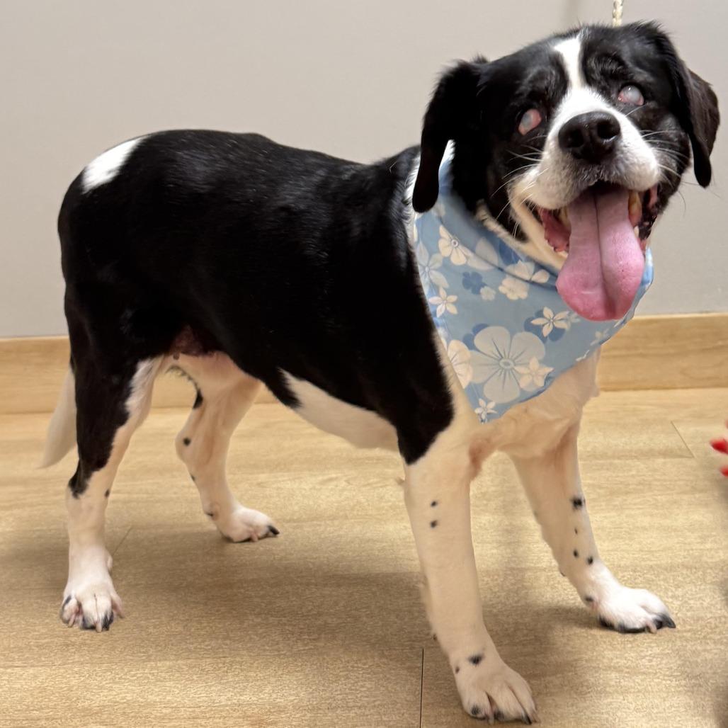 Enlarge Dilly Bar D64939, a Adoptable Beagle in Minnetonka, MN image 2/6