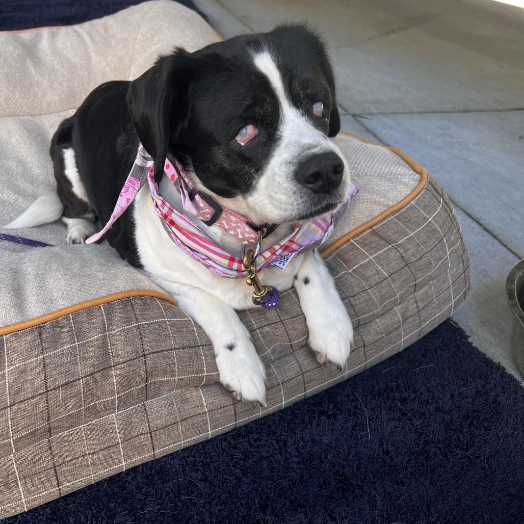 Enlarge Dilly Bar D64939, a Adoptable Beagle in Minnetonka, MN image 3/6