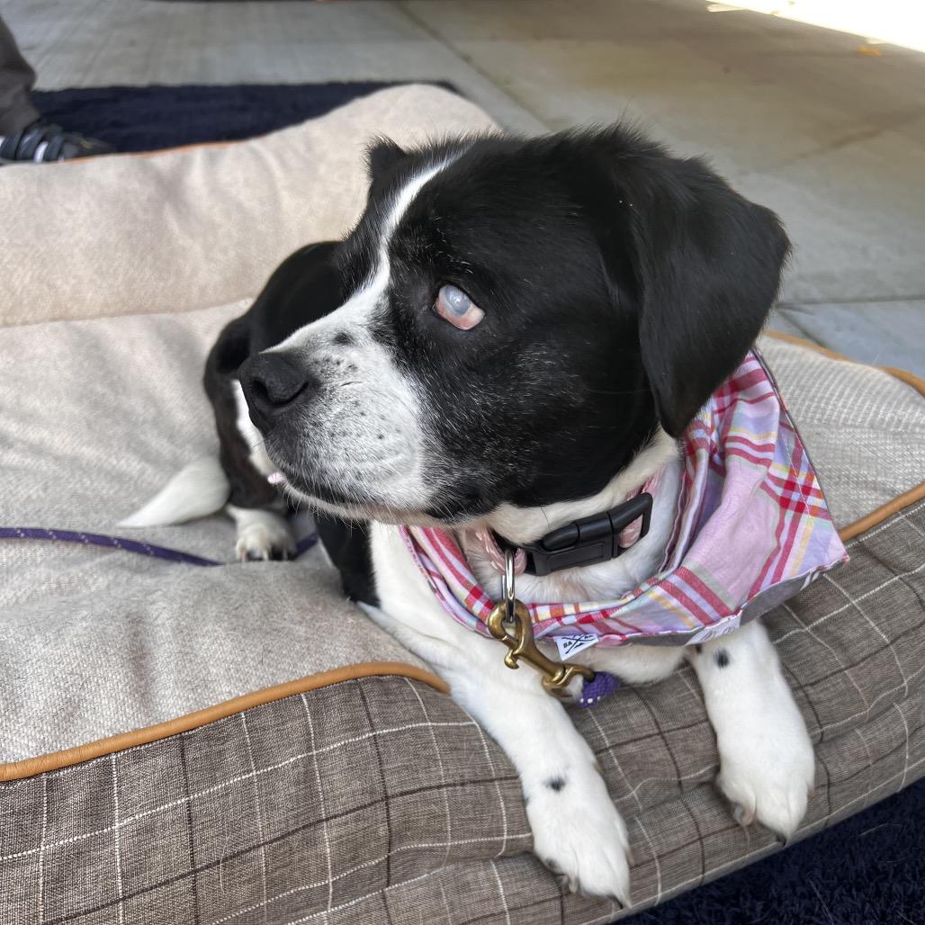 Enlarge Dilly Bar D64939, a Adoptable Beagle in Minnetonka, MN image 5/6