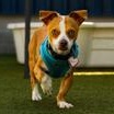 Enlarge Pascal, a Adoptable Chihuahua in Santa Cruz, CA image 6/6