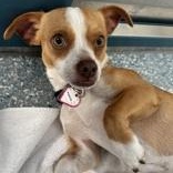 Enlarge Pascal, a Adoptable Chihuahua in Santa Cruz, CA image 2/6