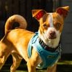 Enlarge Pascal, a Adoptable Chihuahua in Santa Cruz, CA image 5/6