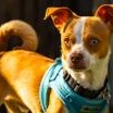 Enlarge Pascal, a Adoptable Chihuahua in Santa Cruz, CA image 1/6