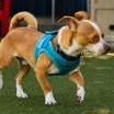 Enlarge Pascal, a Adoptable Chihuahua in Santa Cruz, CA image 3/6