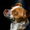 Enlarge Pascal, a Adoptable Chihuahua in Santa Cruz, CA image 4/6