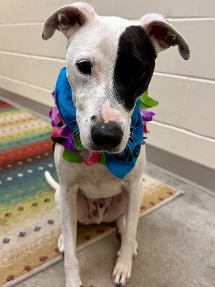 Jasper, adopted, Senior Male Whippet.