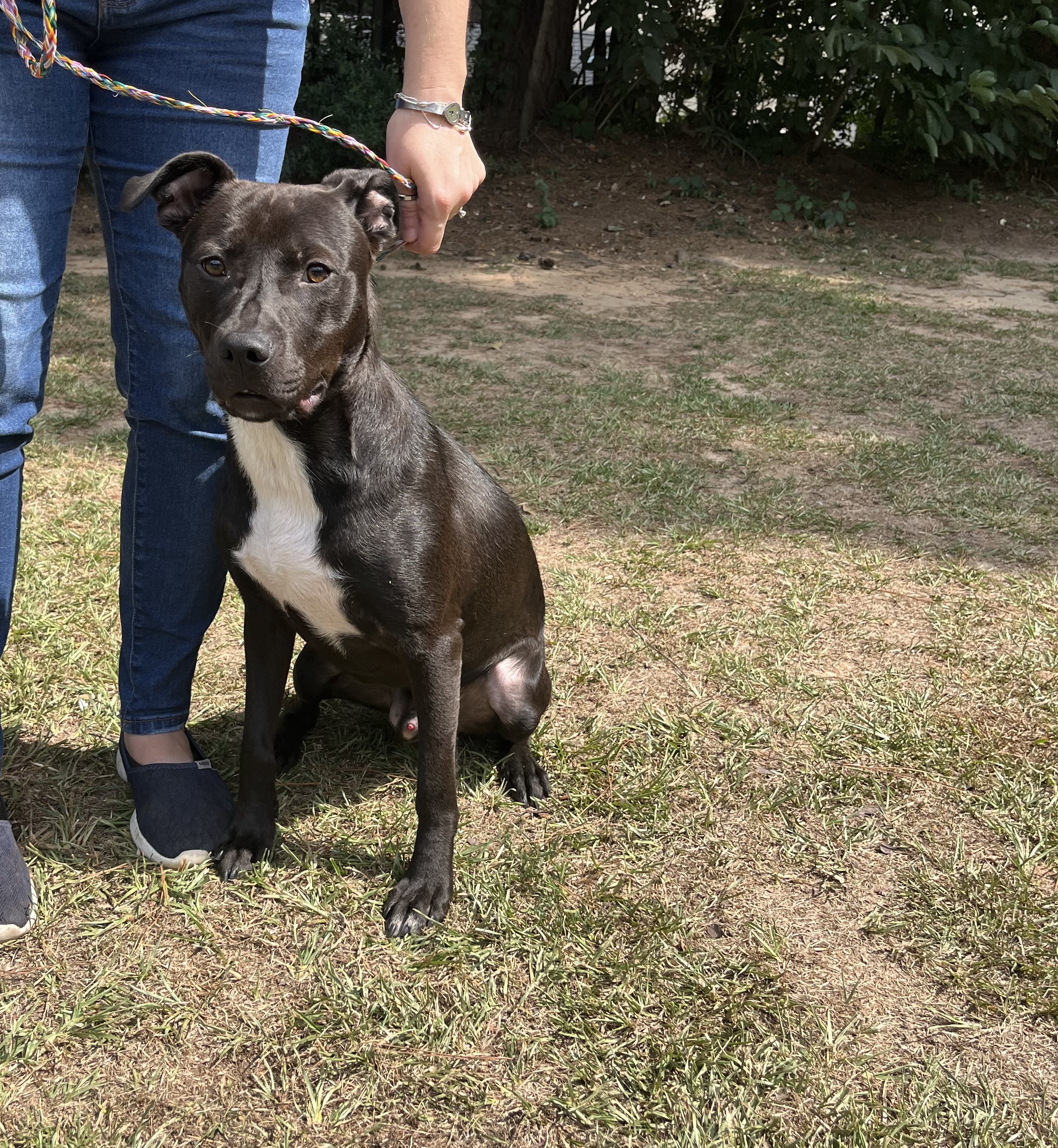 Arthur, a Adoptable mixed breed in Smyrna, GA image 1/3