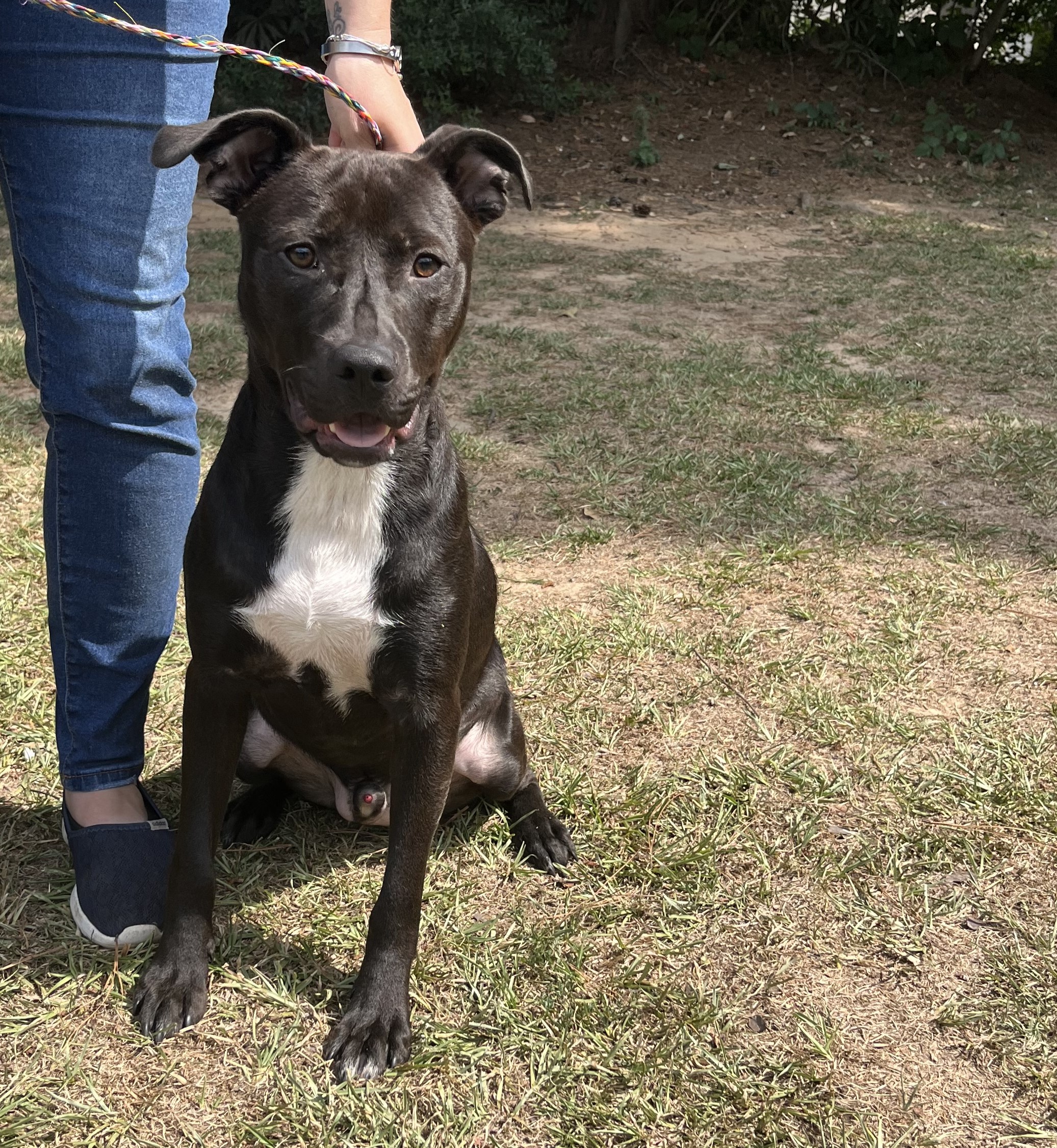 Arthur, a Adoptable mixed breed in Smyrna, GA image 2/3