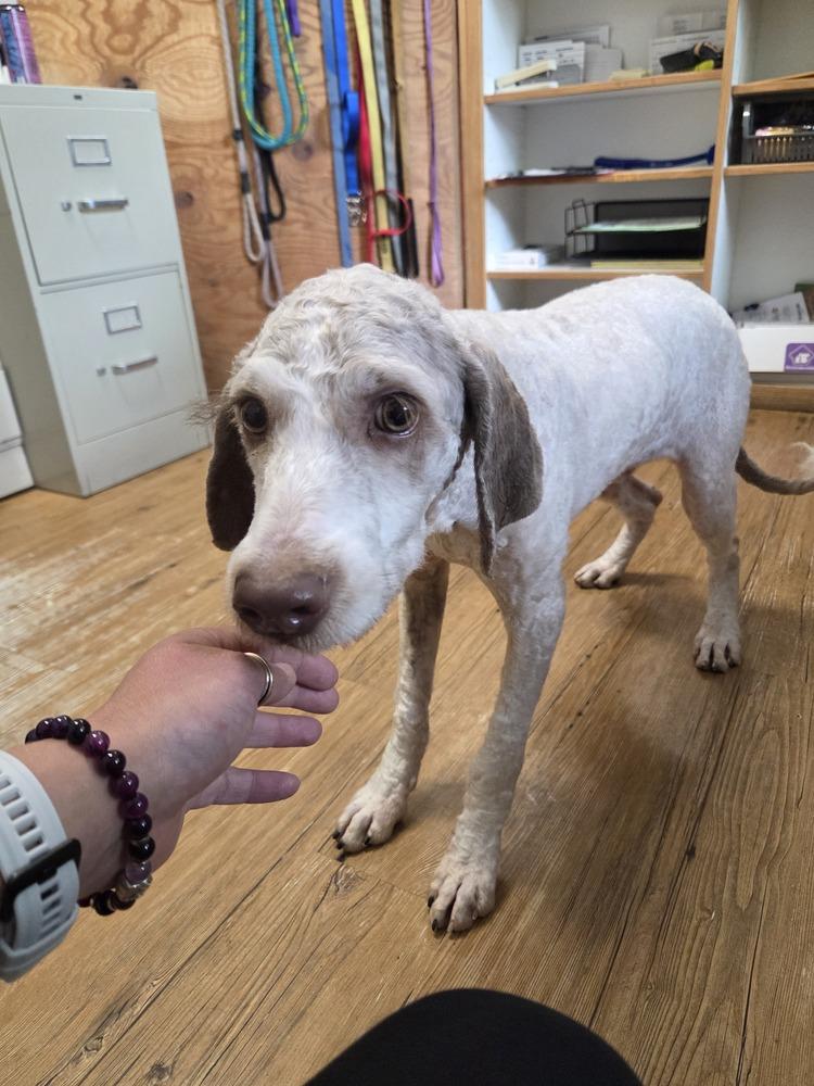 Caramel, Adoptable, Adult Male Labradoodle.