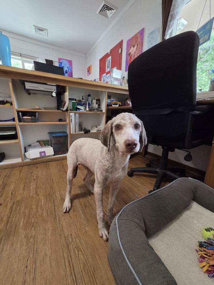 Enlarge Caramel, a Adoptable mixed breed in Salmon, ID image 2/4