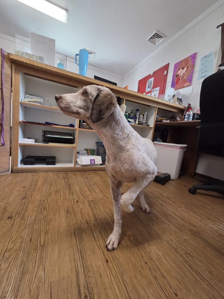 Enlarge Caramel, a Adoptable mixed breed in Salmon, ID image 3/4