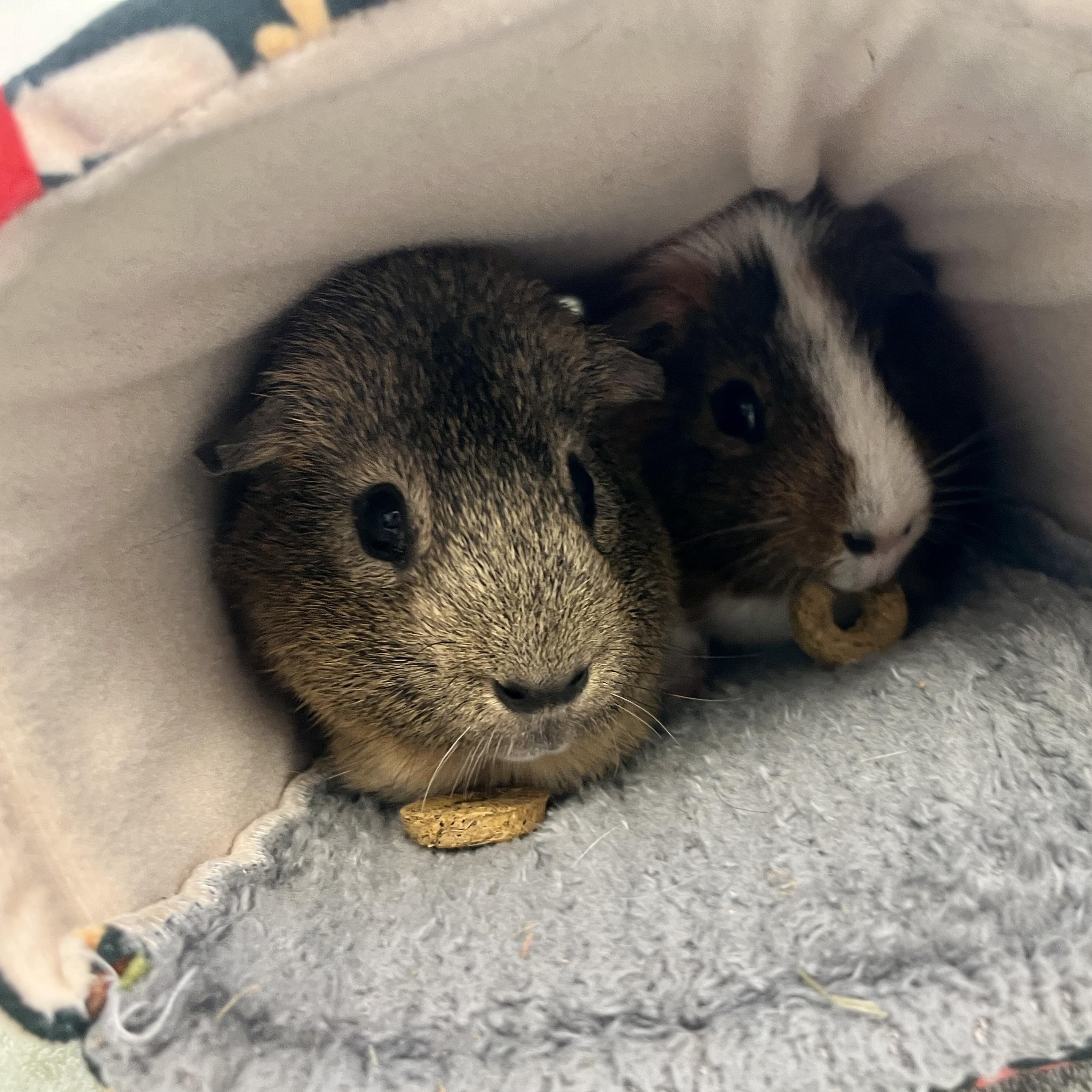 Enlarge Roy & Walt (bonded males), a Adoptable Guinea Pig in Oakland, CA image 5/6
