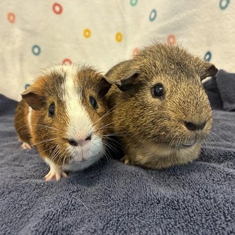 Roy & Walt (bonded males), Adoptable, Adult Male Guinea Pig.