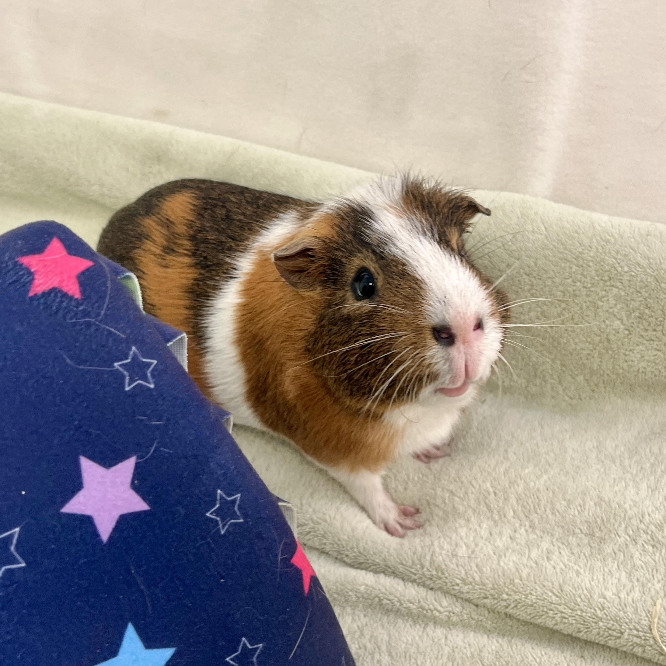Enlarge Roy & Walt (bonded males), a Adoptable Guinea Pig in Oakland, CA image 4/6