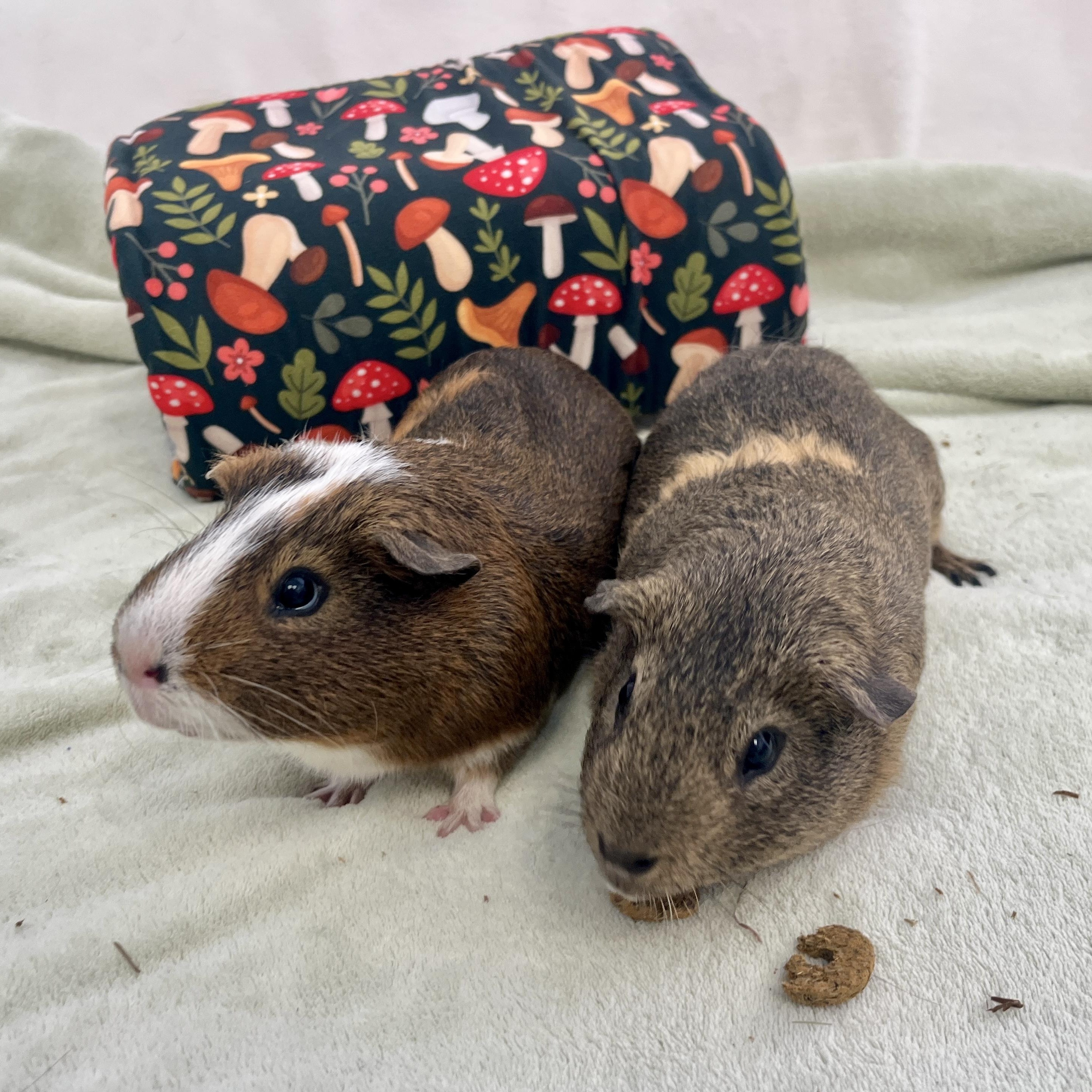 Enlarge Roy & Walt (bonded males), a Adoptable Guinea Pig in Oakland, CA image 3/6