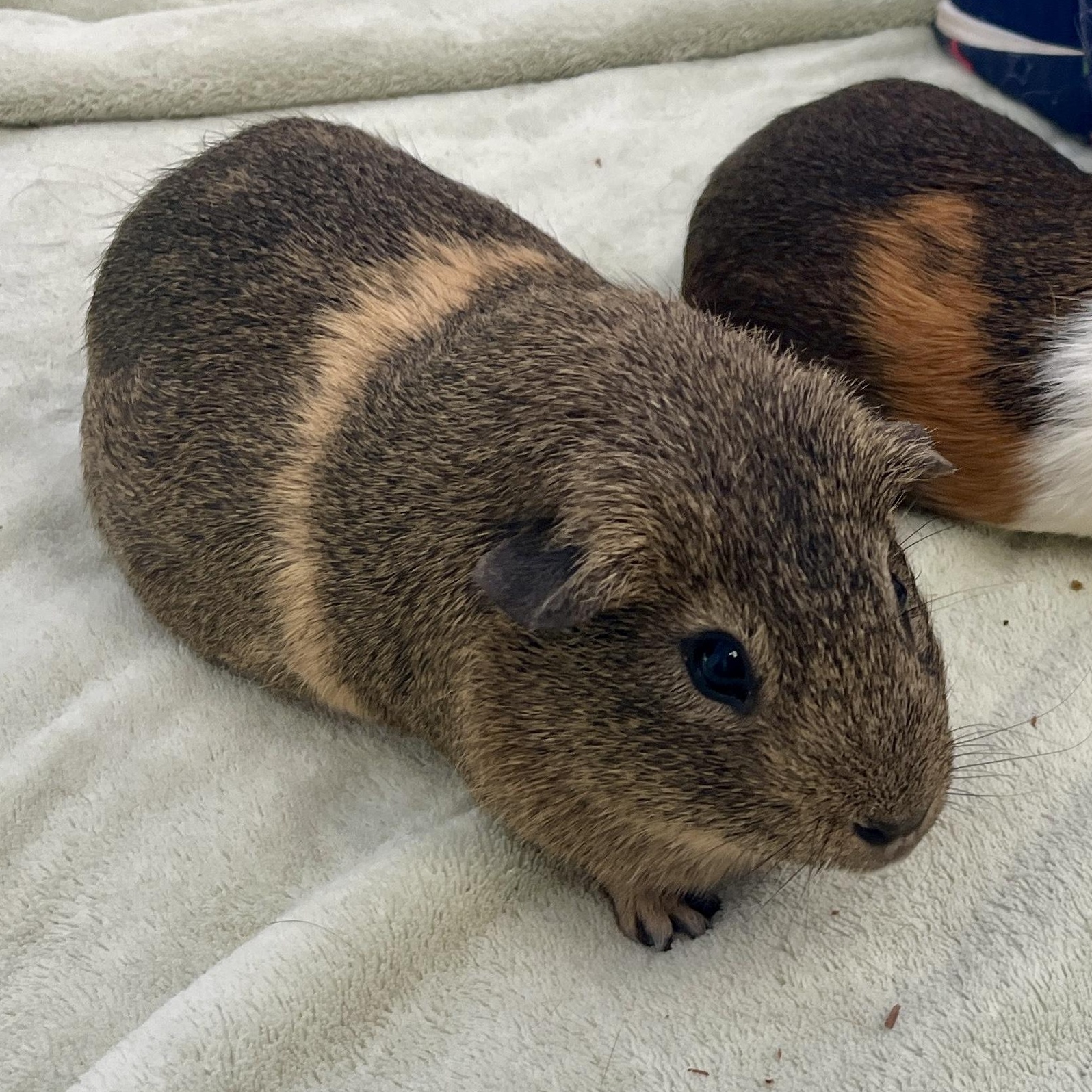 Enlarge Roy & Walt (bonded males), a Adoptable Guinea Pig in Oakland, CA image 6/6