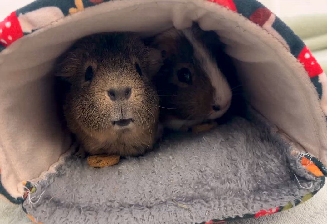 Enlarge Roy & Walt (bonded males), a Adoptable Guinea Pig in Oakland, CA video 2/6